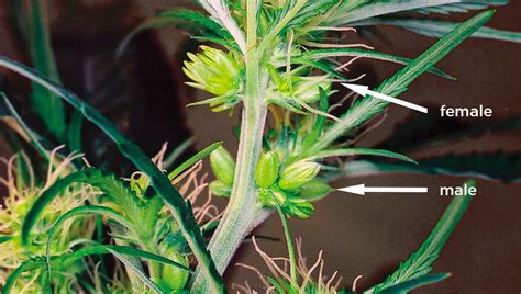 pictures of hermaphrodite marijuana plants